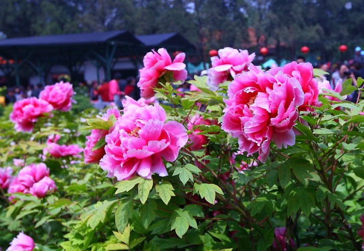 2019年第37屆中國洛陽牡丹文化節(jié)賞花啟動儀式在國花園舉行